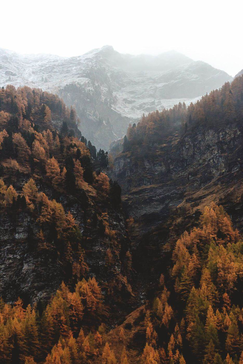 Foggy mountain with a color forest in the foreground